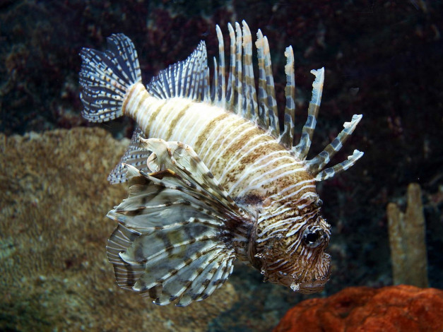 Обои картинки фото животные, рыбы