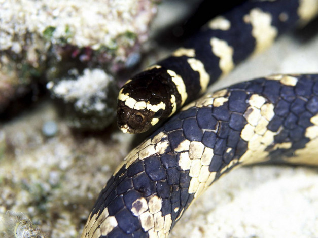 Обои картинки фото животные, змеи, питоны, кобры