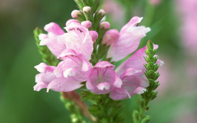 Обои картинки фото цветы, физостегия
