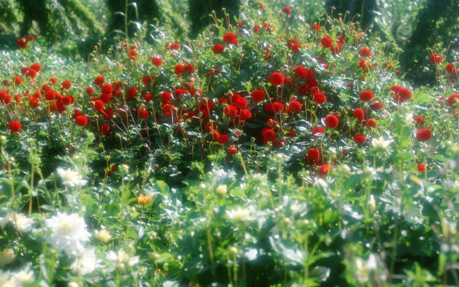 Обои картинки фото цветы, георгины