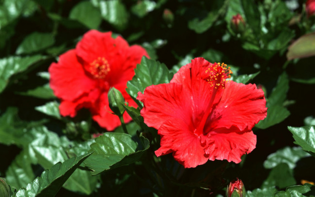 Обои картинки фото цветы, гибискусы