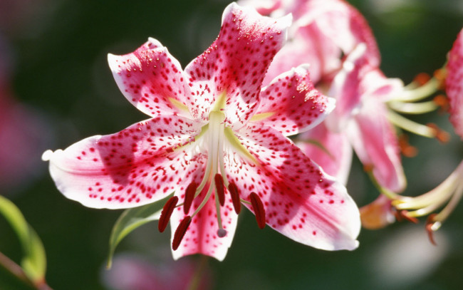 Обои картинки фото цветы, лилии, лилейники