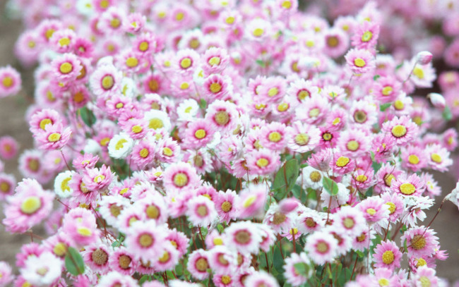 Обои картинки фото цветы, маргаритки