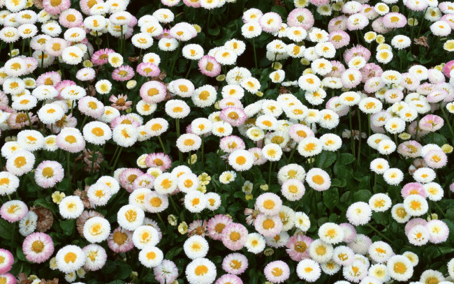 Обои картинки фото цветы, маргаритки