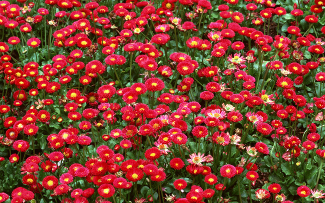 Обои картинки фото цветы, маргаритки