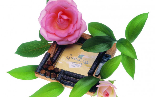 Обои картинки фото цветы, розы