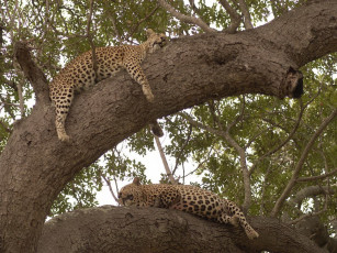 Картинка животные леопарды