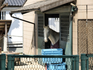 Картинка животные лошади