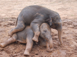 Картинка животные слоны