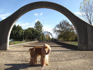 обоя животные, собаки