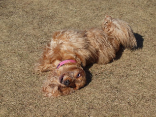 Картинка животные собаки