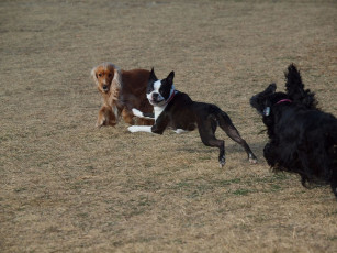 обоя животные, собаки