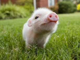 Картинка животные свиньи кабаны