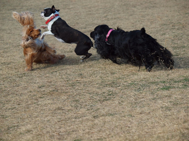 Обои картинки фото животные, собаки