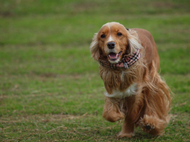 Обои картинки фото животные, собаки