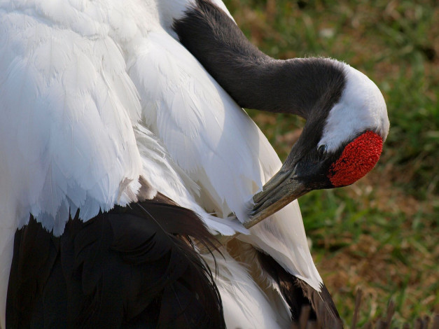 Обои картинки фото животные, журавли