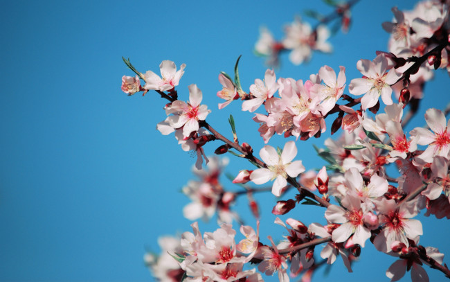 Обои картинки фото цветы, цветущие, деревья, кустарники