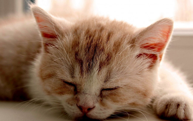 Обои картинки фото животные, коты