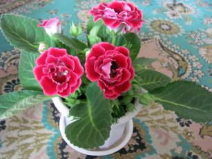 Картинка цветы глоксиния синнингия зеленый розовый