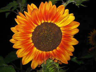 Картинка цветы подсолнухи подсолнух