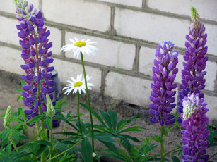 Картинка цветы разные вместе ромашки люпин