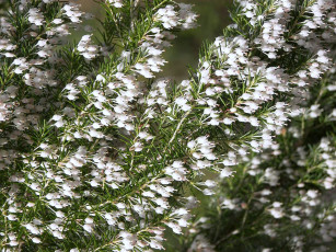 Картинка цветы вереск эрики веточки белый