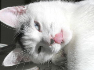 Картинка животные коты cat