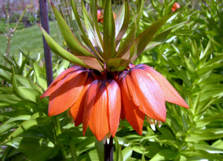 Картинка цветы рябчики оранжевый