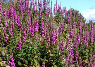 Картинка цветы дигиталис наперстянка яркий розовый много