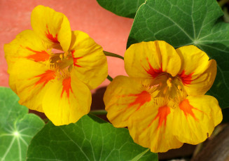 Картинка цветы настурции лепестки желтый