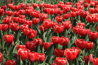 Картинка цветы тюльпаны