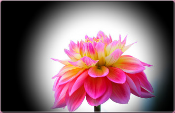 Картинка цветы георгины лепестки