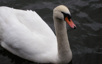 Картинка животные лебеди белый лебедь