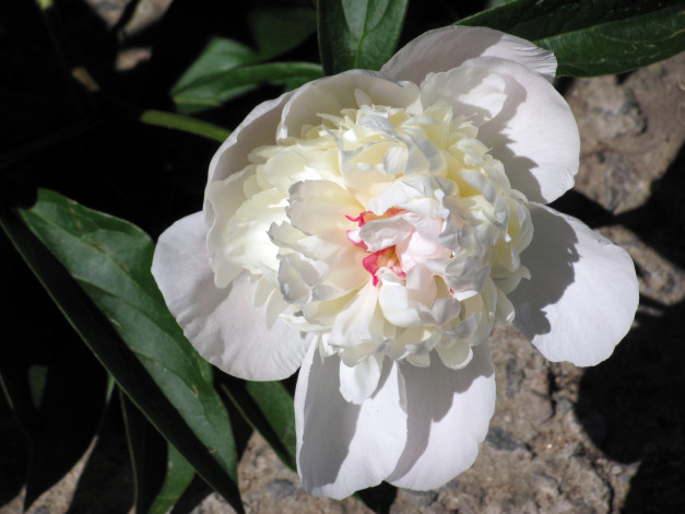 Обои картинки фото цветы, пионы, белый