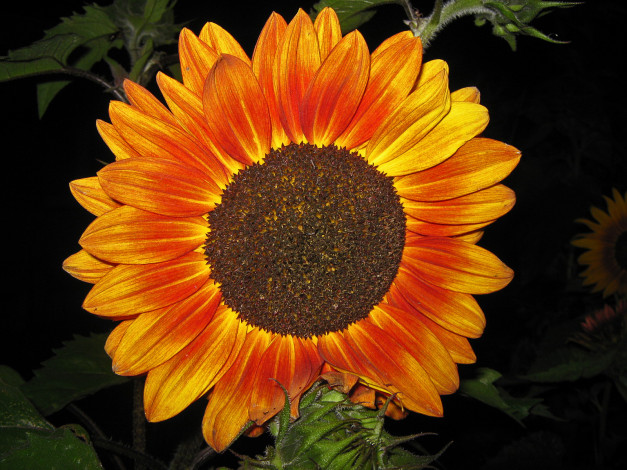 Обои картинки фото цветы, подсолнухи, подсолнух