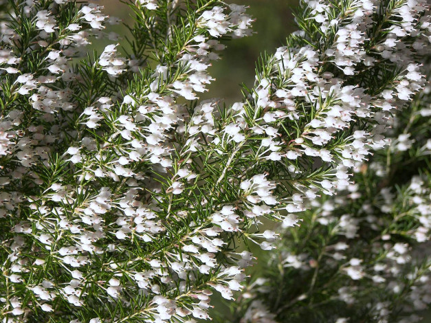 Обои картинки фото цветы, вереск, эрики, веточки, белый