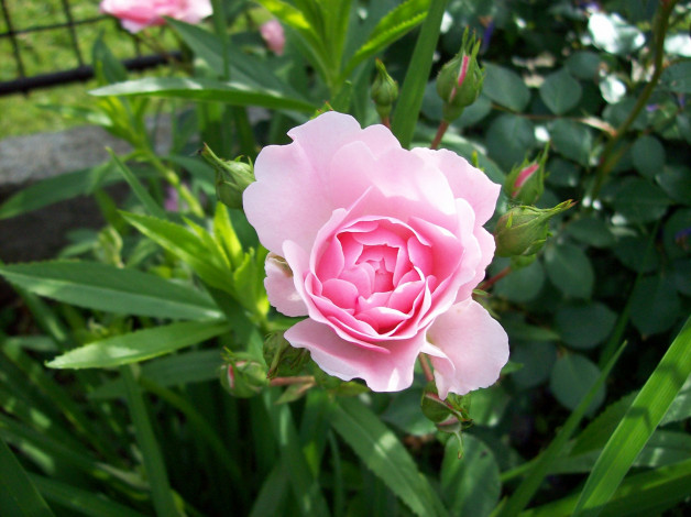 Обои картинки фото цветы, розы, розовый