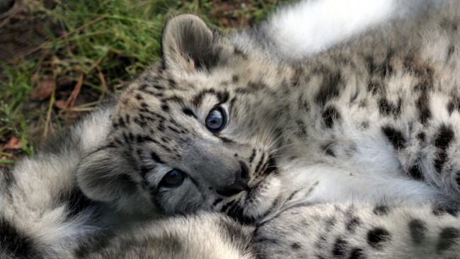 Обои картинки фото животные, снежный, барс, ирбис, детеныши, леопард