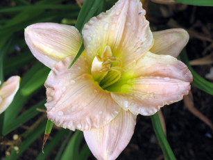 Картинка цветы лилии лилейники девушка