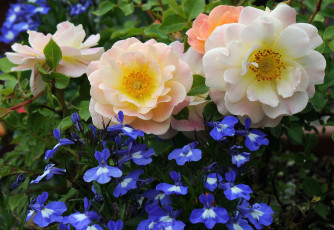 Картинка цветы разные вместе розы лобелия