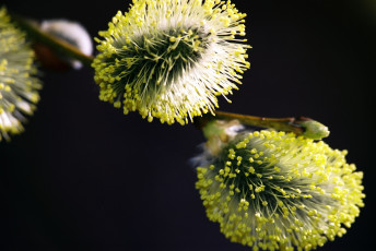Картинка цветы цветущие деревья кустарники верба котики макро