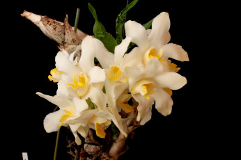 Картинка цветы орхидеи
