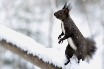 Картинка животные белки стойка зверек снег