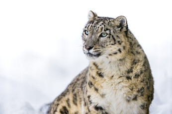 Картинка животные снежный барс ирбис взгляд