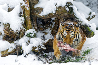 обоя животные, тигры, снег, кость, коряга, обед