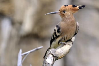 Картинка животные удоды хохолок