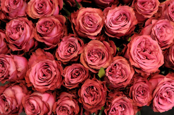 Картинка цветы розы много