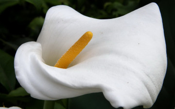 Картинка цветы каллы