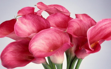 Картинка цветы каллы