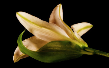 Картинка цветы лилии лилейники лепестки капли